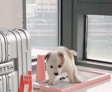 养幼犬如何训练定点大小便？铲屎官快来学习吧