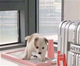养幼犬如何训练定点大小便？铲屎官快来学习吧