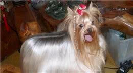约克夏犬少人养，不是没有道理的