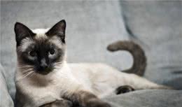 最受欢迎的8种宠物猫，最后一种性格特别好！