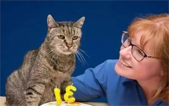 最“省钱”的5大猫咪，谁都养得起