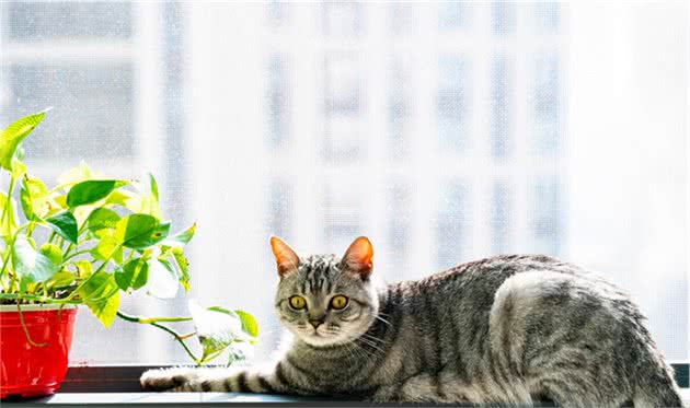 最“省钱”的5大猫咪，谁都养得起