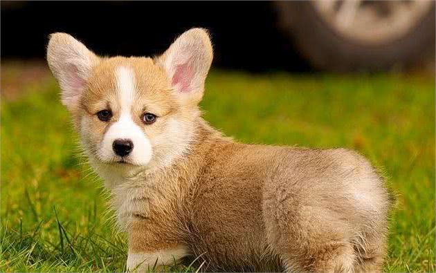 第一次养柯基犬，准备好这些，让你不至于手忙脚乱