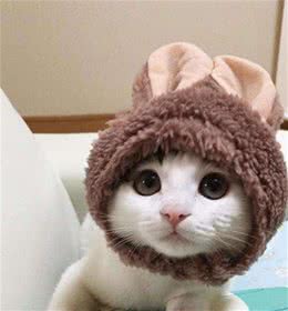 梳理小猫的注意事项，可不是随便梳梳就可以，毛发光亮全靠它