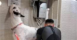 训犬师揭秘大丹犬：一天饭量顶吉娃娃2个星期，便便也超大