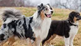 世界名犬NO:44＂澳大利亚牧羊犬＂花式训练