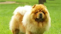 寻根问祖系列（125）：松狮犬（ChowChow）