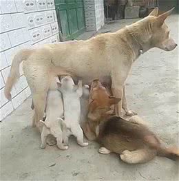 母狗在院子里喂奶，却感到腹部一阵疼痛：当爹的还犯起了奶瘾？