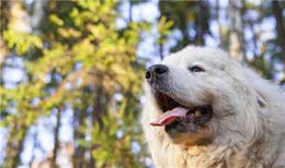 它不仅会牧羊，这只大白熊犬曾保护羊群，守卫城堡