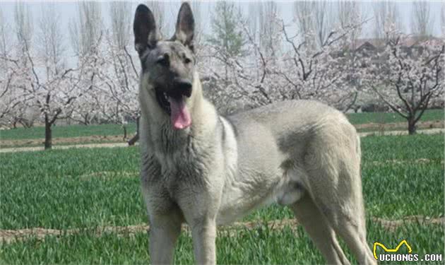 养狼青犬前需知道的5件事，你能接受吗?