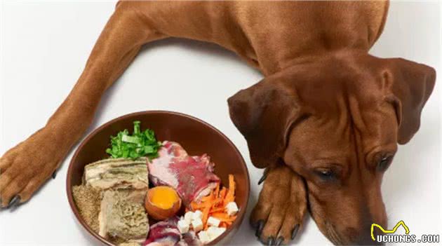 狗狗挑食的常见原因和解决办法