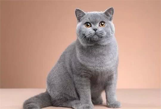 蓝猫?你说的是英短吗?