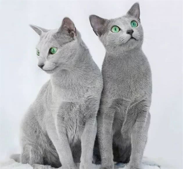 蓝猫?你说的是英短吗?