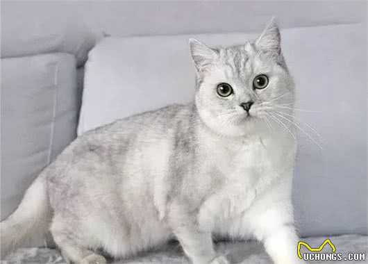 蓝猫?你说的是英短吗?