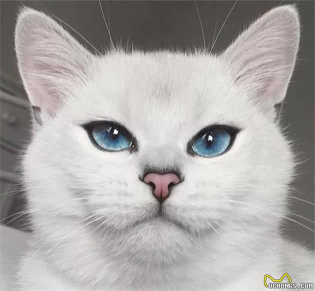 蓝猫?你说的是英短吗?