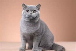 蓝猫？你说的是英短吗？