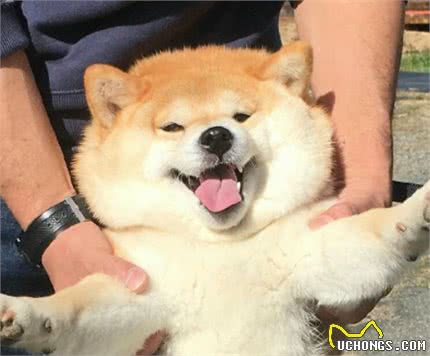 狗狗怎么样才听话，怎么训练大小便、不乱叫、好好吃饭
