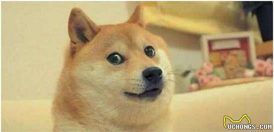 柴犬选购防骗指南
