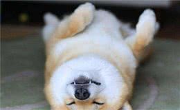 柴犬选购防骗指南