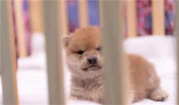 浅草柴犬屋：幼犬刚接回家时一定要注意这几点