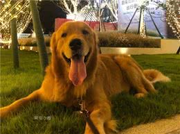 深受大家喜爱又好养5种狗狗，养过的人都说好，你喜欢哪一种？