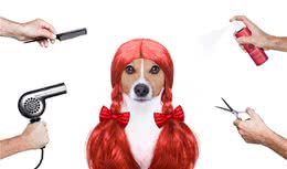 辟谣：所有的狗狗都可以染发？有这些疾病的狗狗需要注意