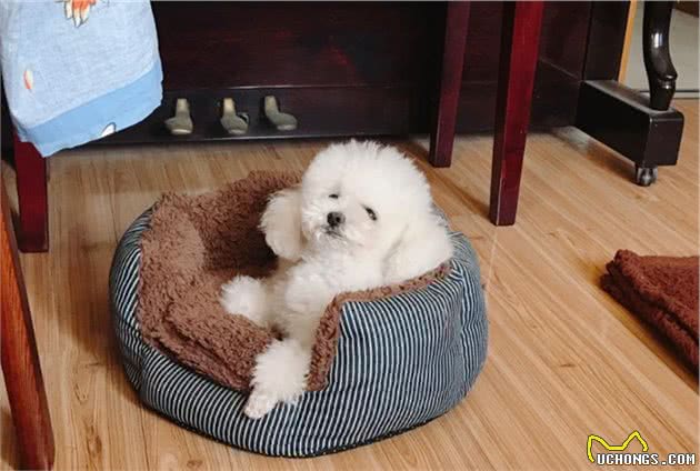 “一个敢听，一个敢讲”，萌娃与狗狗攀谈：这是我为你打下的江山