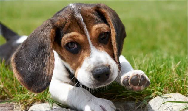 你好，请不要养比格犬