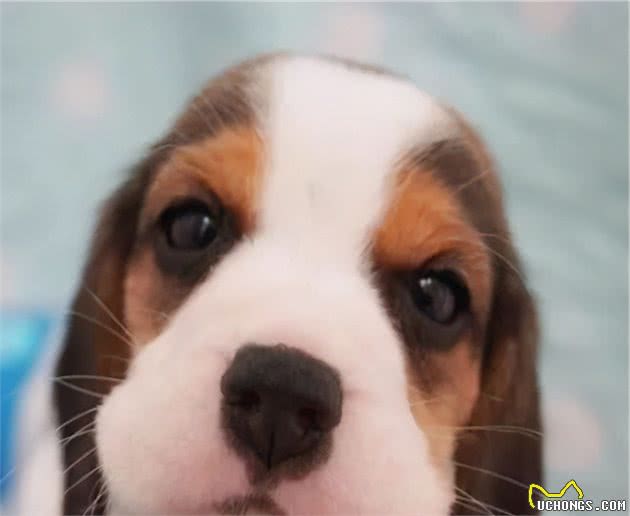 你好，请不要养比格犬