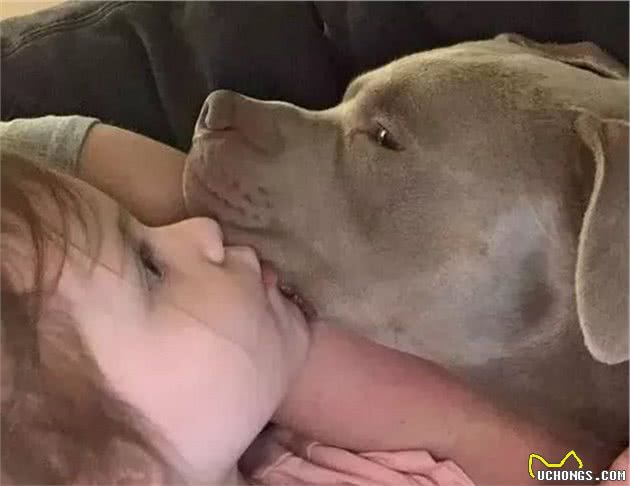 比特犬被困铁笼9天，瘦到只有21斤，医生：幸好早一天送来