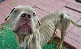 比特犬被困铁笼9天，瘦到只有21斤，医生：幸好早一天送来
