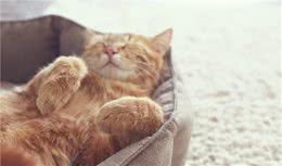 猫咪脱发救星，猫咪卵磷脂就是那么神奇