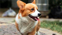 为什么养“柯基犬”的人这么多？原因有五个
