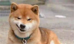 等你家柴犬变老了，宠主做好这7件事，它会更长命