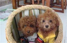揭秘：贵宾犬毛发变白的原因，该如何缓解？