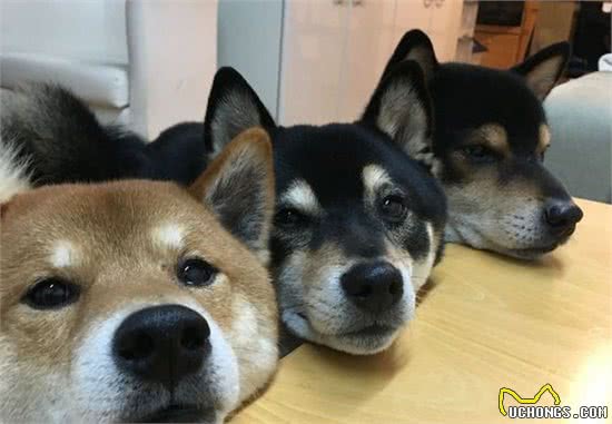 教训狗狗时，不能犯的5个错误