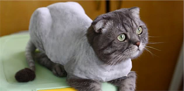 德文卷毛猫换毛期