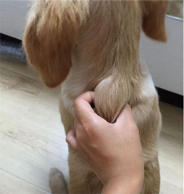 狗狗身上的N个神奇开关，你试过没