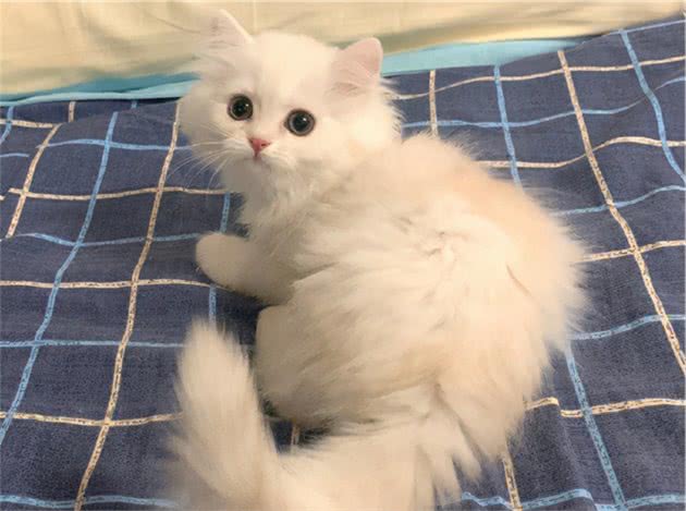 总被误认为是曼基康猫，米努特猫到底是什么品种的猫？