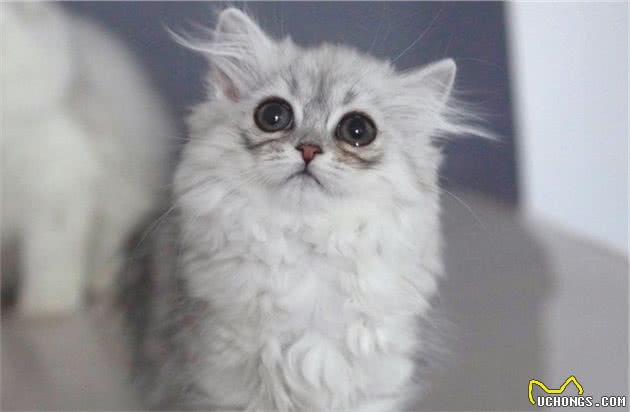 总被误认为是曼基康猫，米努特猫到底是什么品种的猫？