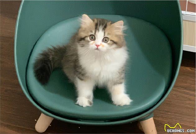 总被误认为是曼基康猫，米努特猫到底是什么品种的猫？