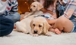 养幼犬是个技术活，训犬师提醒你，训练幼犬的时候需要注意这十点