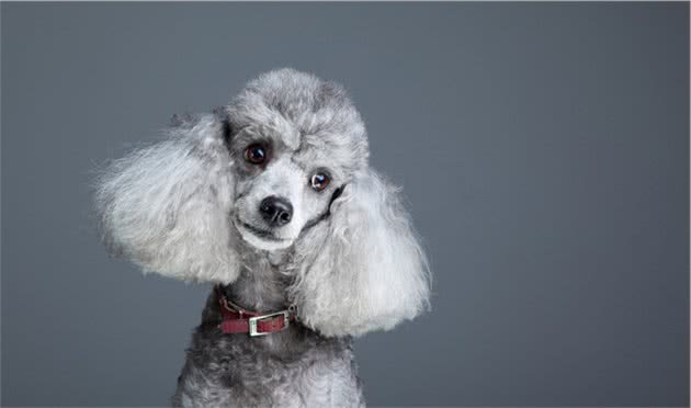 泰迪真的是贵宾犬，养狗狗的人知道吗？