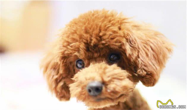 泰迪真的是贵宾犬，养狗狗的人知道吗？