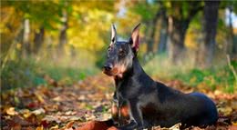 犬的起源：至今未解的谜团日渐清晰