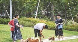 因狗变成“骨折凯”？遛狗牵绳很有必要