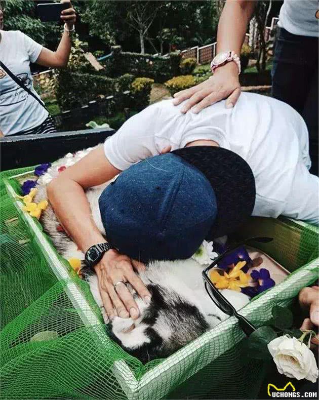 昆明犬—菠萝，让人难以忘怀的伙伴