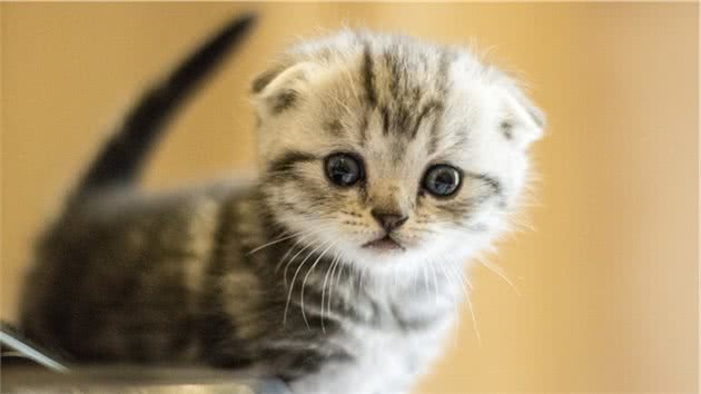如何区分西伯利亚猫、挪威森林猫、缅因猫？都是大家伙啊！