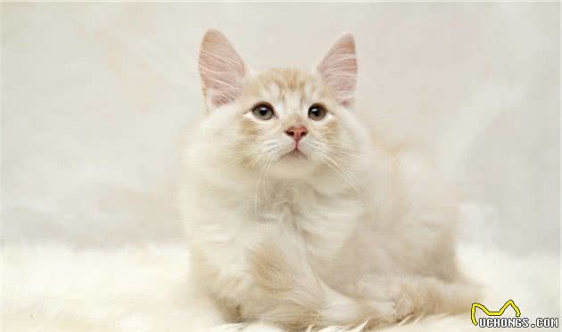 如何区分西伯利亚猫、挪威森林猫、缅因猫？都是大家伙啊！