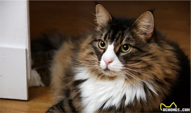 如何区分西伯利亚猫、挪威森林猫、缅因猫？都是大家伙啊！